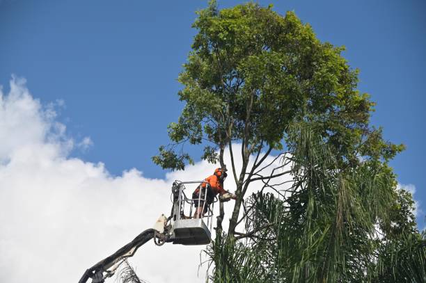 Tree and Shrub Care in Cedar Hill, TX